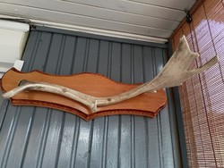 Szarvas agancs fogas  60 cm hosszú     15.000 Ft