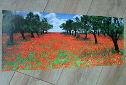 Poster 48.: Poppy forest, grove (photo poster)