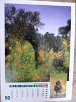 Poszter naptárlap 6.: Tiszaug, tőkés réce; október (fotóposzter)
