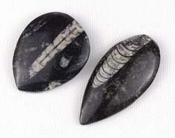 1Q931 orthoceras fossil grind 2 pieces