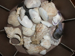 Tengeri kagyló gyűjtemény