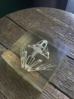 Frog skeleton in old Plexiglas glass, illustrative tool