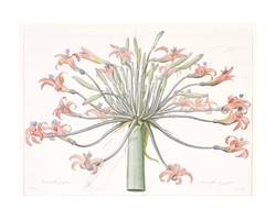 P.J. Redouté, antique botanical print reproduction, vintage poster