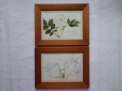 Botanical image couple print wild rose lily