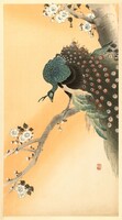Ohara koson: blue peacock and cherry blossom, kacho-e Japanese woodcut, excellent quality reprint print
