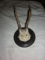 Old deer trophy