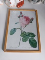 Keretezve, csodaszép légies rózsa nyomat reprodukciója 30x21 cm, J.P. Redouté botanikai nyomat