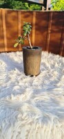 Unique hand-made concrete vase/pot