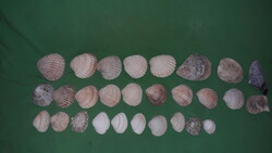 Nagyobbacska pile sea shell collection fossil in one as shown in the pictures