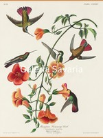 Reproduction of an antique print, 30*40 cm poster, depicting birds