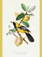 The delicate beauty of nature in your home, a modern reproduction of an antique poster depicting birds