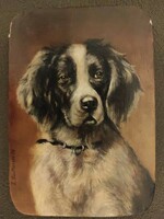 Z. Satmarie: dog portrait