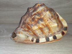Helmet snail shells