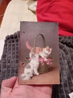 Antique postcard cat
