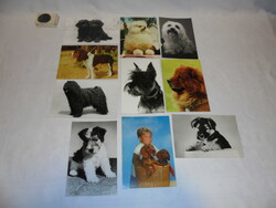 Nine retro, post-clean dog postcards and a written one - together