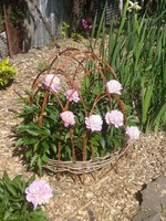 60 cm magas hortenzia, bazsarózsa "korona", állvány peony crown, 50-55 cm átmérő Kert kertészet