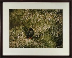 1R341 XX. századi fotográfus : Természetfotó - madár