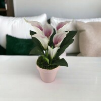 Mallow, white calla lilies in pot kal612mars