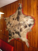 Wild boar - boar skin preparation on felt, old wall decoration from the 80s