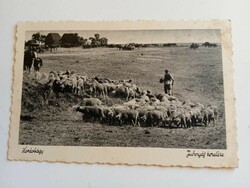 D202828 hortobágy - hortobágy sheep herding 1930-40's