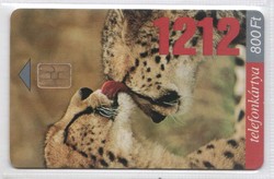 Hungarian phone card 1230 1999 1212 cheetah 20,000 Pcs.