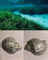 Soap 2 pcs. Sea shells