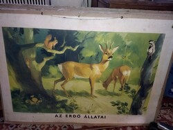 Régi iskolai szemléltető ábra "az erdő állatai"