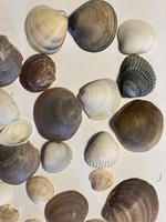 Shell package for creative or decorative purposes