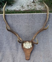 Large Deer Trophy