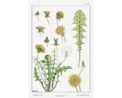 56*40 cm Pitypang botanikai illusztráció reprodukciója francia grafikus alkotása 1896 vintage plakát