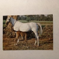 Bábolna lovak képeslap - Mezőgazdasági Kombinát