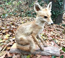 Régi iskolai szertár lelet, róka preparátum, kitömött állat, preparált