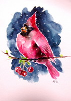 Cardinal bird II- watercolor painting / Kardinális pinty II- akvarell festmény