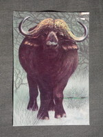Kártyanaptár,Bulgária,állatok sorozat,Kaffer bivaly, 1979,  (8)   -sérült-