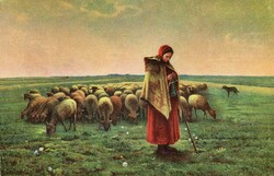 Képeslap: Juhok. (Stengel, 29966)
