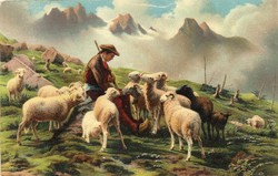 Képeslap: Juhok. (Stengel, 29229)