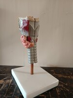 Tanári iskolai oktató modell szemléltető eszköz gége x