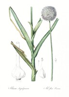 Nagy méretű /70*50 cm/ antik botanikai nyomat, illusztráció reprodukciója, virág, növény poszter