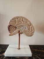 Tanári iskolai oktató modell szemléltető eszköz agy