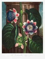 Nagy méretű /66*50 cm/ antik botanikai nyomat illusztráció reprodukciója, poszter, plakát