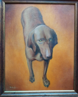 Molnár edit: vizsla portrait