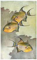 60*45 cm 3 csíkos tengeri hal, ázsiai, japán festmény reprodukciója, vintage poszter, plakát.