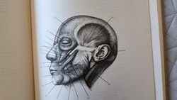 BARCSAY JENŐ : MŰVÉSZETI ANATOMIA ANGOL NYELVÜ Anatomy for the Artist