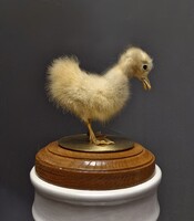 Viktoriánus jellegű preparált kiskacsa, taxidermy