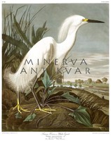 Nagy fehér kócsag mocsár láp, madaras nyomat, J. J. Audubon Amerika madarai 1826-38 vintage reprint