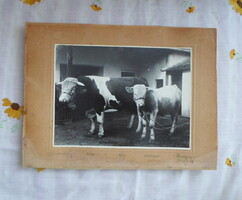 Vintage fotó 11.: tehén és borjú (Kiskunmajsa, 1947; Sándorovszky)
