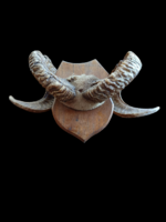 Trófea - Szarv