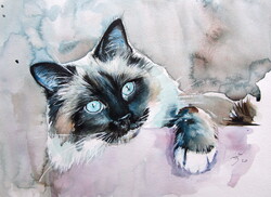 Himalayan cat- watercolor painting/ Himalájai macska-   akvarell festmény