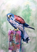 Kestrel- watercolor painting/ Vércse-   akvarell festmény