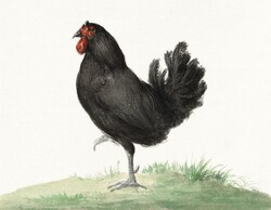 Fekete csirke, tyúk, 42*33 cm, vintage alkotás reprodukciója, plakát, poszter.